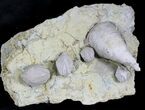 Blastoid (Pentremites) + Horn Coral Fossils - Illinois #25432-1